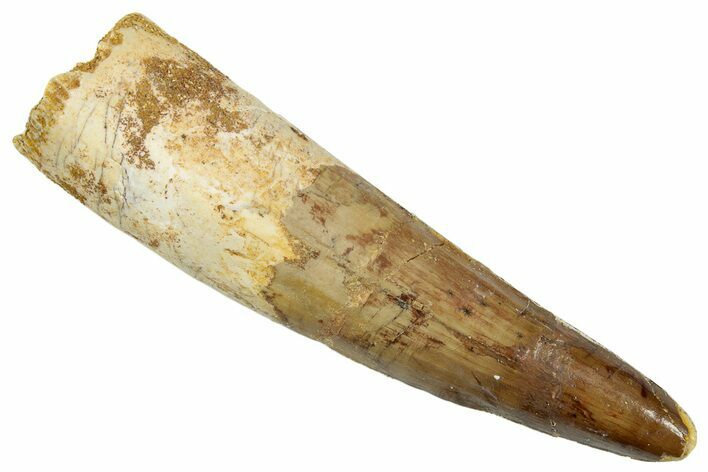 Fossil Spinosaurus Tooth - Real Dinosaur Tooth #265062